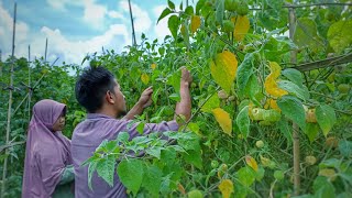 Harvest Golden Berry - Make golden berry noodles and fresh juice