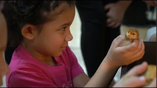 Lawton Public Schools: Cleveland Elementary Chicken Incubator