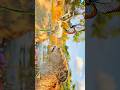 Mufasa #mufasa # lionking #king #youtube #youtubeshorts #beautifulnature #animals #viralvideo