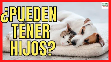 ¿Pueden los perros preñar a los gatos?