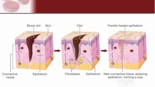 Chapter 6 - Integumentary System