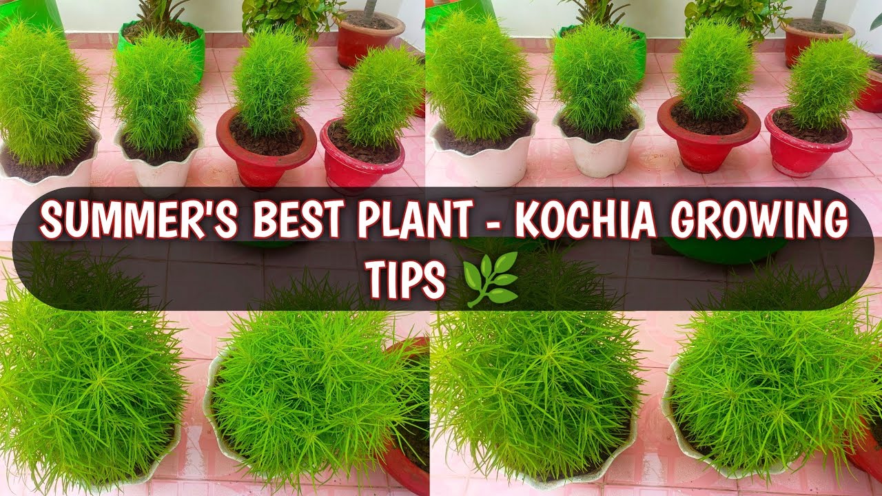 HOW TO GROW AND CARE KOCHIA PLANT | KOCHIA GROWING TIPS 🌿🌿 - YouTube