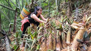 Harvest giant bamboo shoots that grow naturally in the forest bringing them to the market to sell.