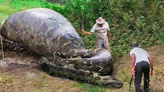 Esta cobra gigante tinha algo dentro dela que chocou todos... by ANIMAIS INEXPLORADOS 4,063 views 1 month ago 9 minutes, 2 seconds