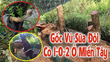 Gốc Vú Sữa Độc Lạ Có Một Không Hai Ở Miền Tây | Góc Miền Tây #46