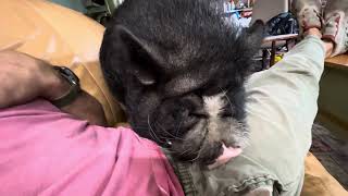 80 pound pig tries to crawl on my lap