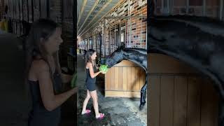 Horse Tries to Eat a Watermelon as a Girl Holds It