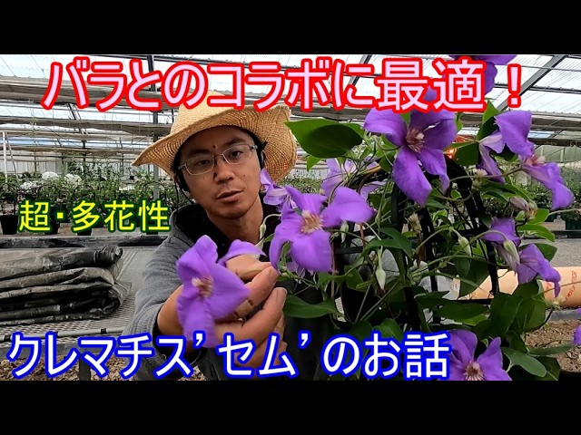 If you're looking to pair roses, this clematis is probably the