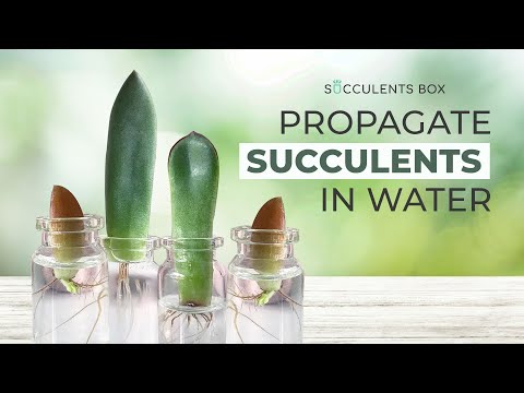 Video: Waterwortelvoortplanting voor vetplanten: kunt u vetplanten in water wortelen