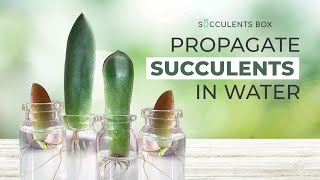 HOW TO PROPAGATE SUCCULENTS IN WATER | EASY SUCCULENT PROPAGATION TIPS