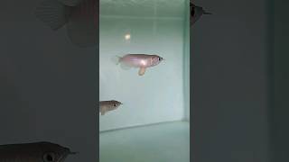 Download Lagu SHORT BODY ARWANA SUPER RED HARGA SELANGIT #arwana #ikanhias #aquatic #fishtank #shortbody MP3