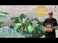 CHANG`S GARDEN 25-PLANT POTATOES                                                         种植土豆