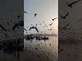 Birds Flying #shorts #shortvideo #howtoviral #birds