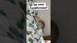 Спят вместе #сурикотики #сурикаты