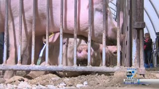EveryPig App Helping Pig Farmers