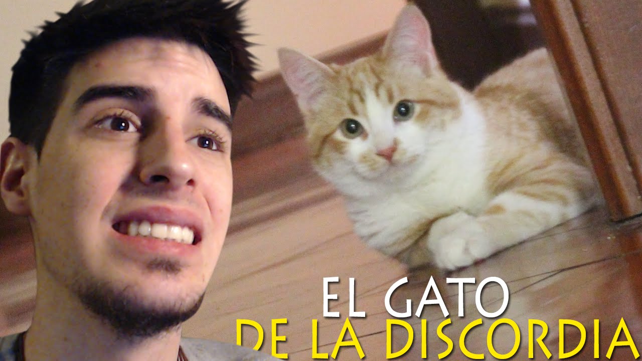 EL GATO DE LA DISCORDIA