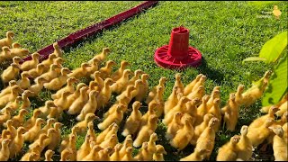 100 funny ducklings on the walk