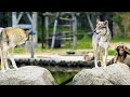 Puy du fou  les animaux les plus incroyables de france