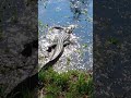 Swamp #magic #swamplife #swamp #reptiles #alligator #wildlife #alligatorwalk #sanctuary