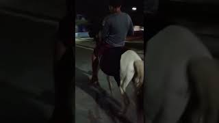 vaquero de jagurari