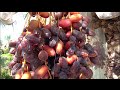 DATES - Growing & Eating Organic Locally Grown Dates in Phoenix, Arizona