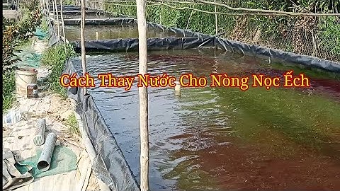 Kỹ Thuật Chăm Sóc Nòng Nọc Ếch