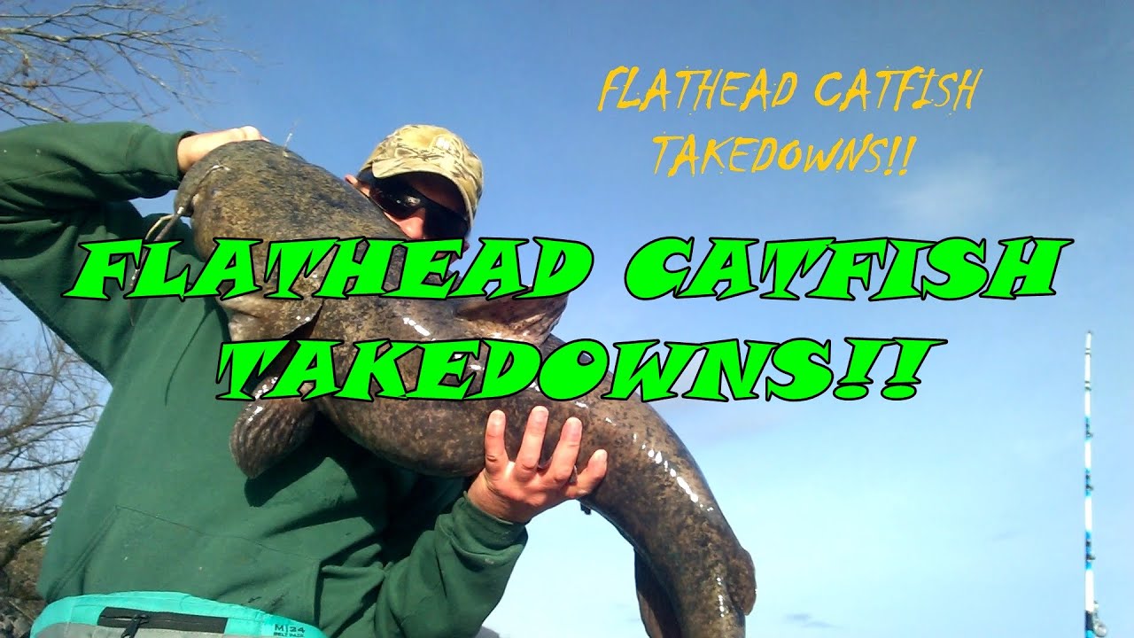 The Flathead Catfish Takedown