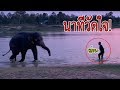 ไอ้ทอง!! อย่าเเม้เเต่จะคิดนะ!! พ่อเองนะทอง!! วัดใจกันไปเลย พลายหนุ่มสุรินทร์ big elephant