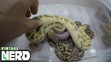 Ball Pythons 2016 Vid #5