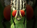 Macro Photography