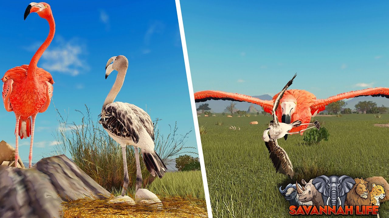Мать-фламинго высиживает яйца и воспитывает приемного птенца! | ROBLOX Savannah Life