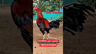 RAVINDRA gari punjulu top quality breed available HARSHA FARMS pandem topquality top