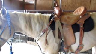 Frenchmans Hotshot yearling gelding by Frenchmans Moonlite x Stagerock Victory