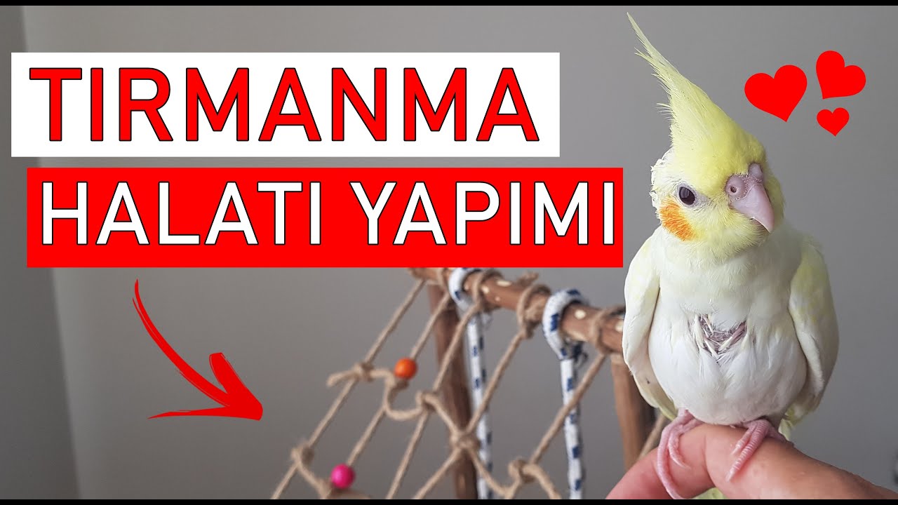 10 LİRAYA KUŞ STRES OYUNCAĞI YAPTIK