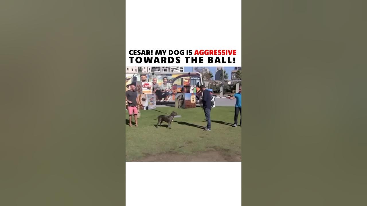 Cesar Millan solves a dog’s ball aggression! dog dogtraining 