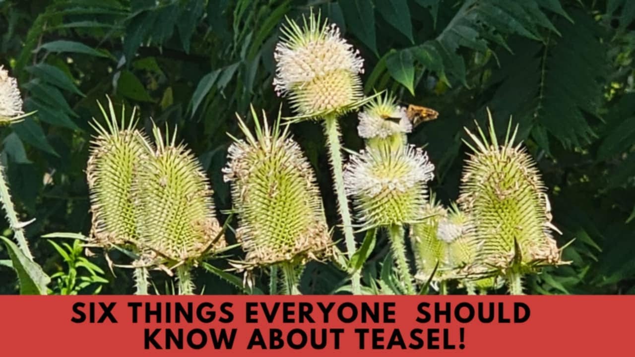 Teasel: Commercial use? Carnivory?  Lyme disease? Decorations? Legends and much more!