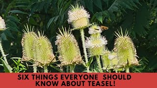 Teasel Penggunaan komersial Karnivora Penyakit Lyme Dekorasi Legenda dan banyak 