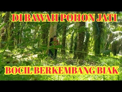 TAMPAK JELAS BOCIL BERKEMBANG BIAK DI BAWAH POHON JATI//WIK WIK