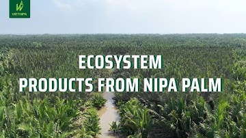ECOSYSTEM - PRODUCTS FROM NIPA PALM