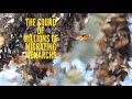 The SOUND of Millions of Monarch Butterflies!