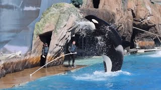 The Orkid Show during Orca Encounter at SeaWorld San Diego June 2023