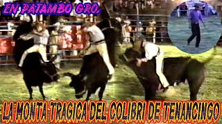 La Monta Tragica Del Colibri De Tenancingo En Patambo Gro