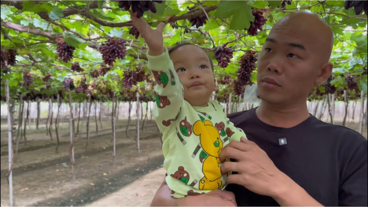 779| Đưa Huy Hoàng Đi Tham Quan Và Mua Nho Ngón Tay Đen Để Đem Về Quy Nhơn