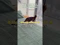 If you're a pet owner like me 🐱watch it 👁