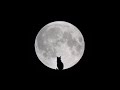 mooncatvoice / そばにいて