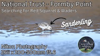 Wader Photography & Red Squirrel search | Formby National Trust | Nikon Wildlife Photography 