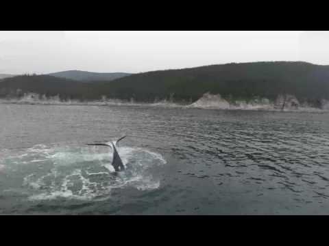 Самое крутое в мире место для наблюдением за китами