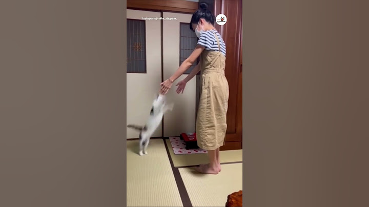 抱っこが好きな猫さん🐈 お母さんの時とお父さんの時の反応はこちら｜PECO