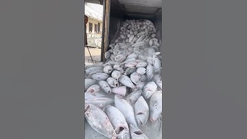 Satisfied ways to unload frozen tuna