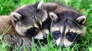 Adorable Baby Raccoons